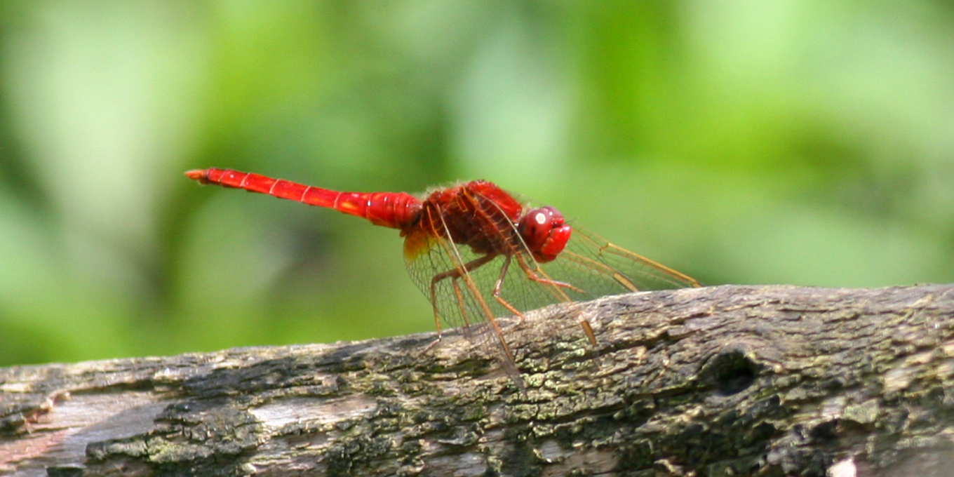 Crocothemis écarlate